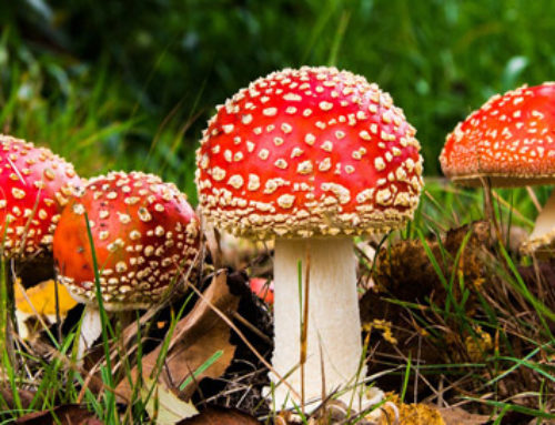 Supernaturally Speaking: Mushroom Superstitions